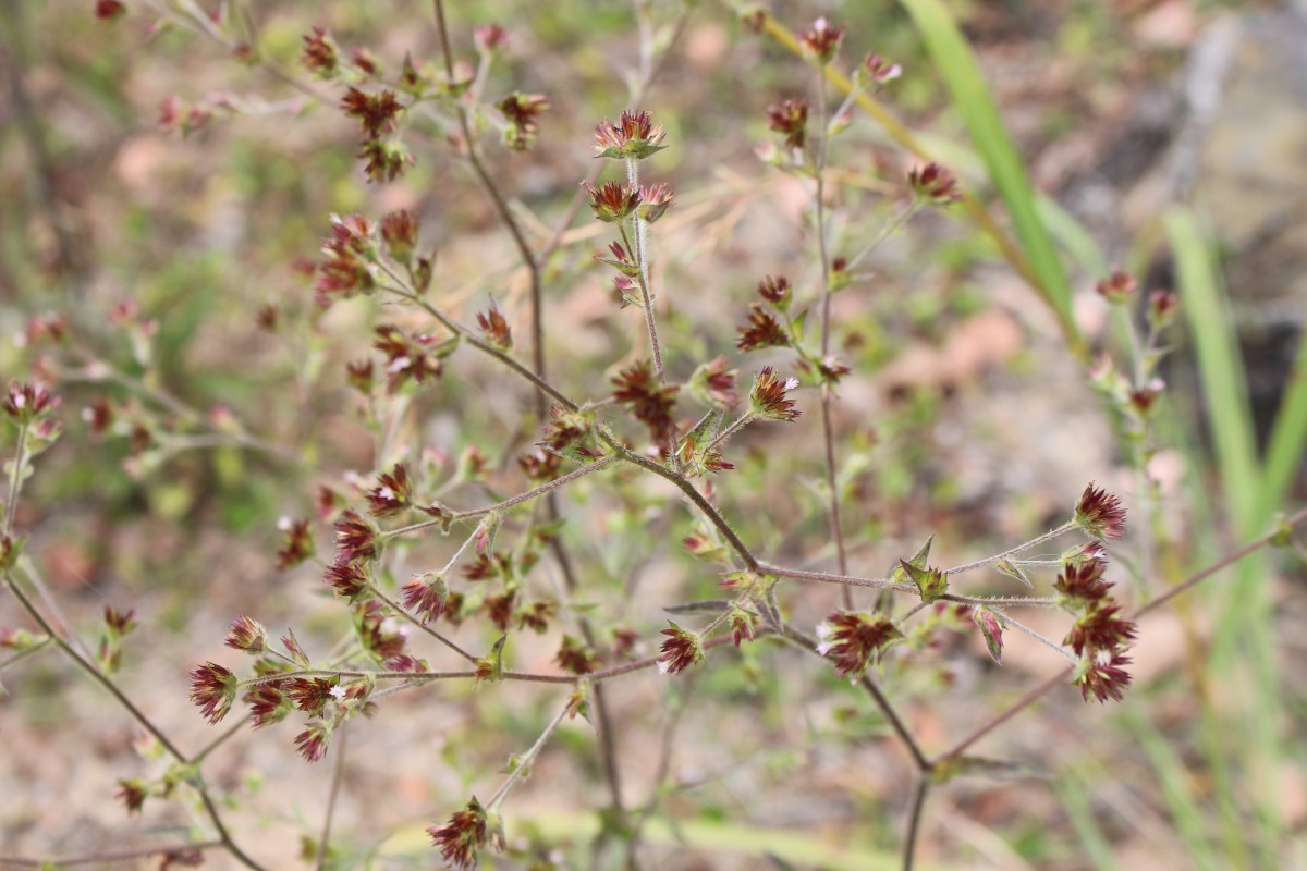 Elephantopus mollis Kunth